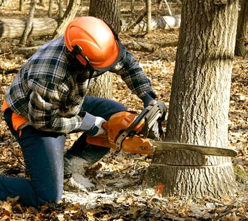 Tree Removal in Courtland, MS